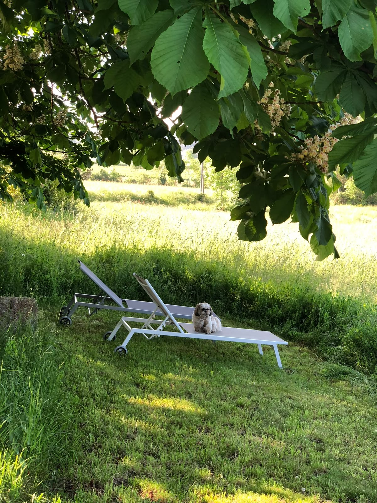 Transats installés dans le pré, à l'ombre des arbres