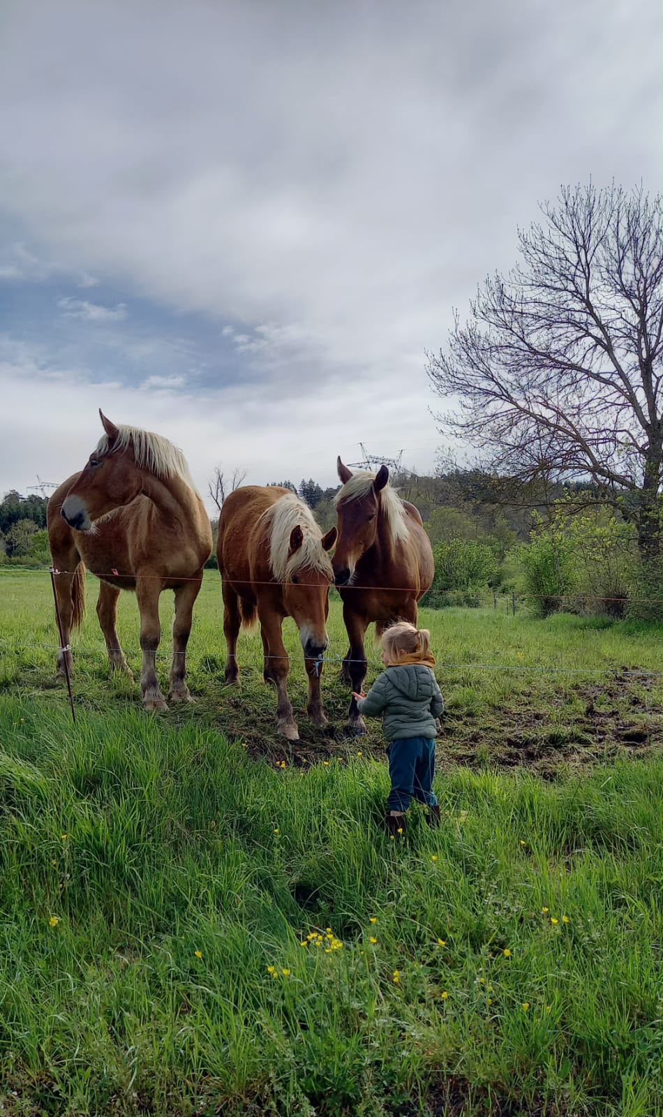 Balade dans le pré voisin, au milieu des chevaux